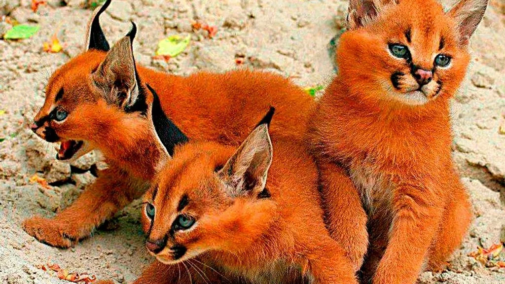 top-10-rarest-and-most-beautiful-wild-cats-on-earth-youtube